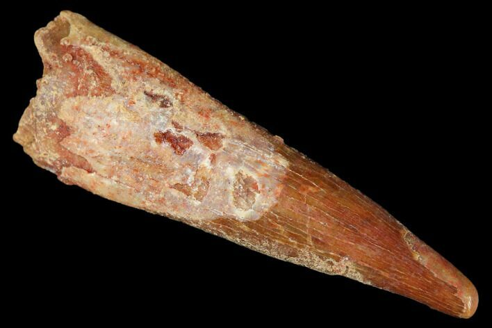 Fossil Pterosaur (Siroccopteryx) Tooth - Morocco #178528